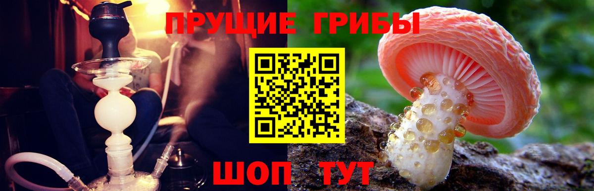 Галлюциногенные грибы Psilocybe Кимовск